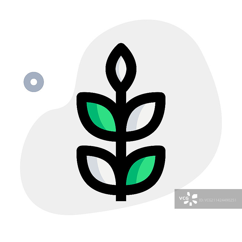 冬季种植的小麦图片素材