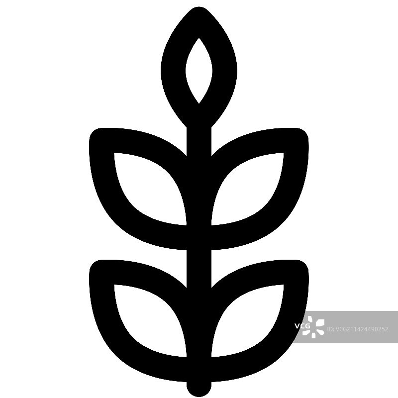 冬季种植的小麦图片素材