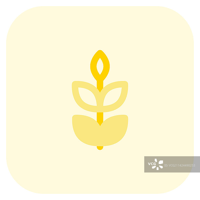 冬季种植的小麦图片素材