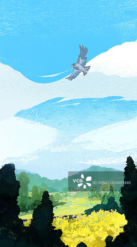 春天一只老鹰盘旋在油菜花田野上空图片素材