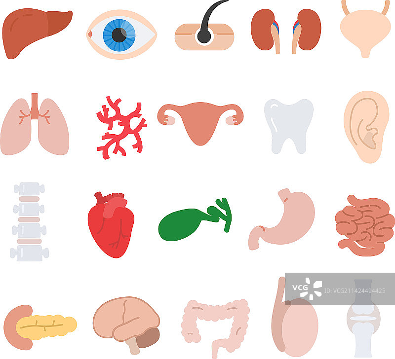 人体解剖图标集：内脏器官图片素材