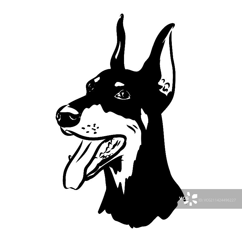 杜宾犬黑白头像图片素材