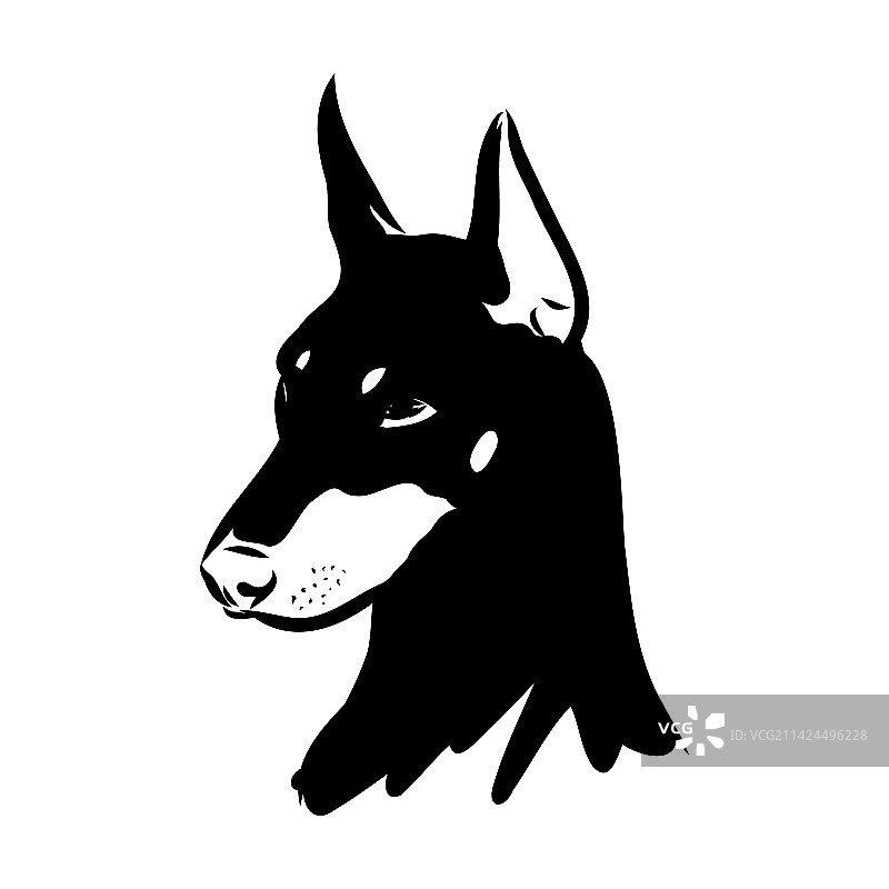 杜宾犬黑白头像图片素材