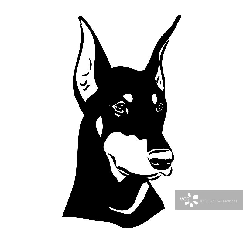 杜宾犬黑白头像图片素材