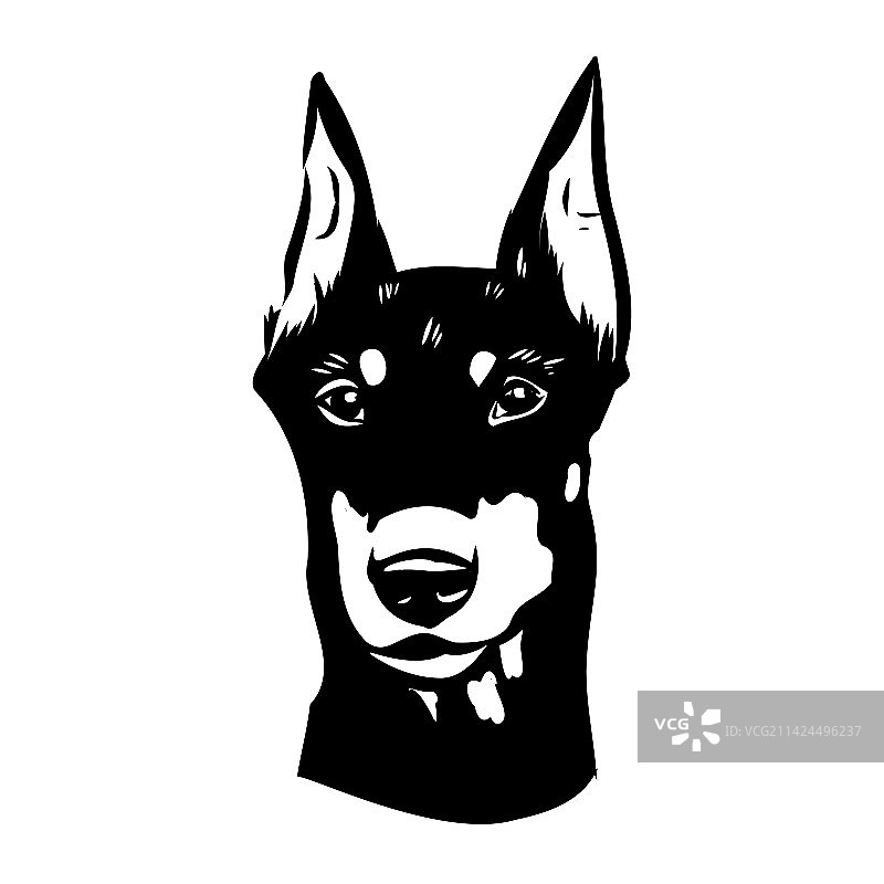 杜宾犬黑白头像图片素材