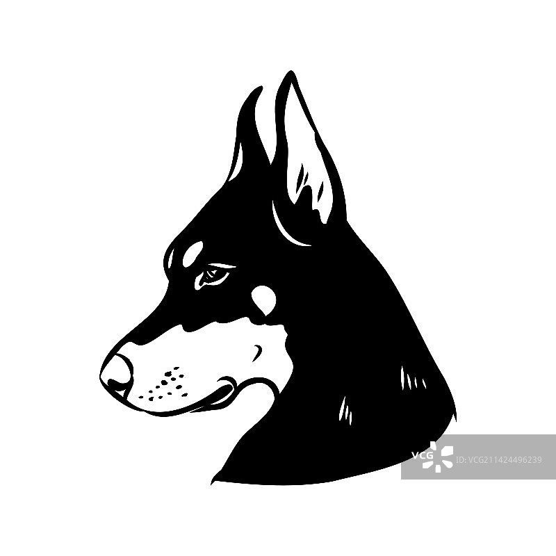 杜宾犬黑白头像图片素材