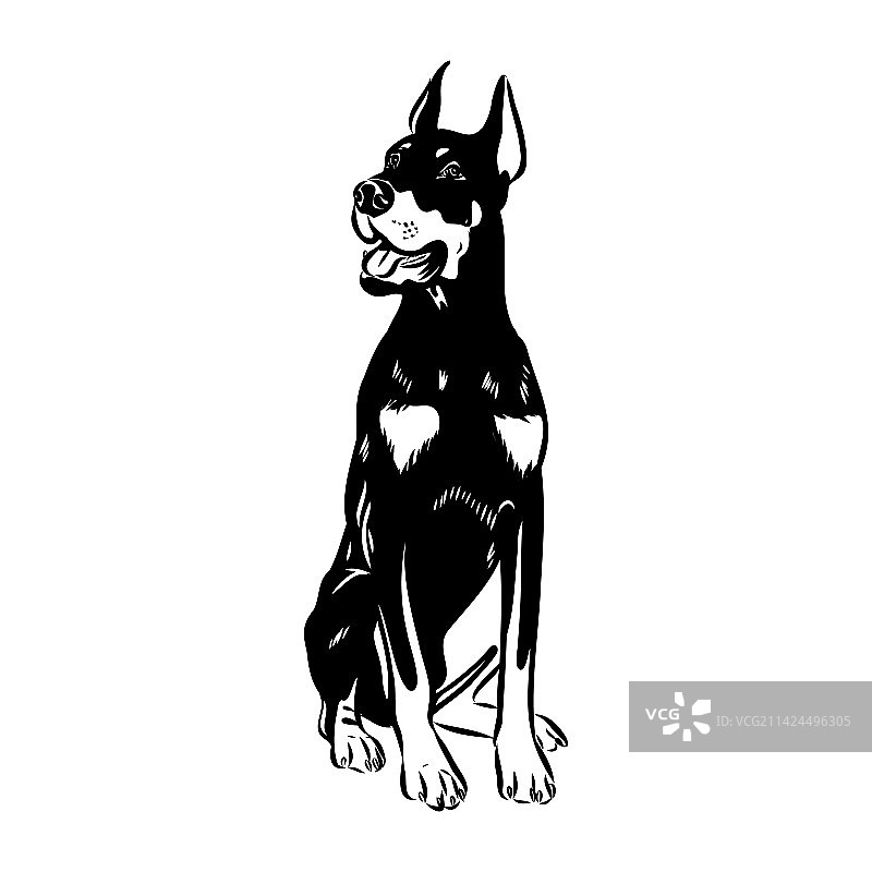 杜宾犬黑白头像图片素材