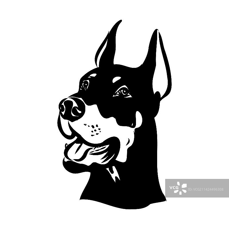 杜宾犬黑白头像图片素材