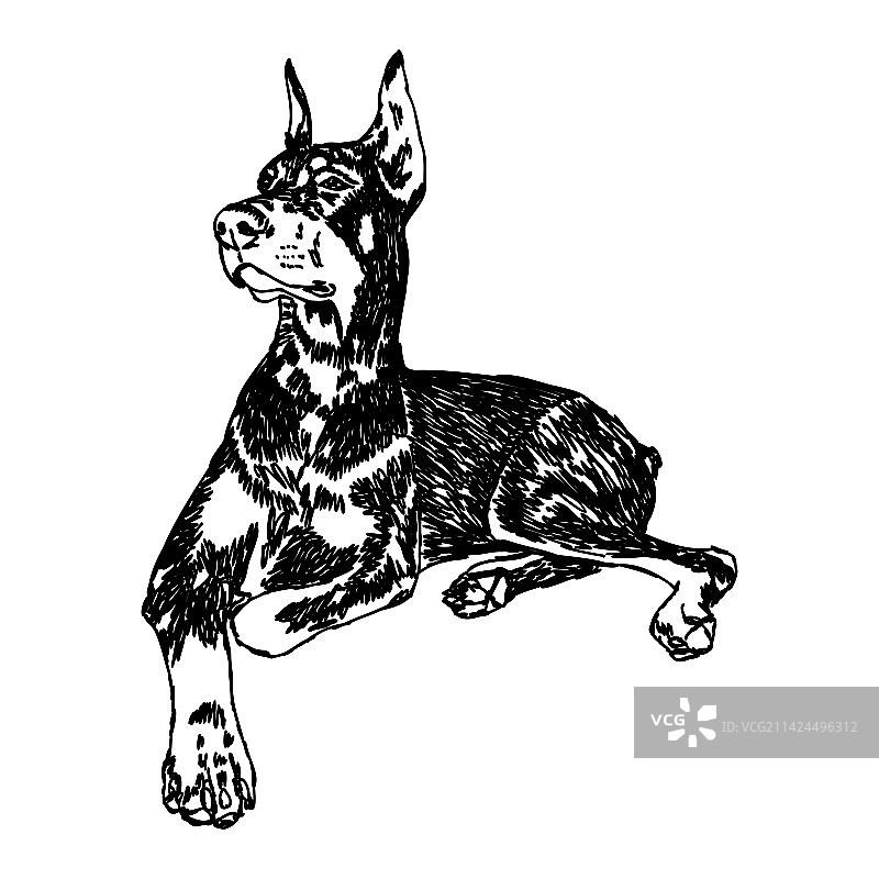 杜宾犬黑白头像图片素材