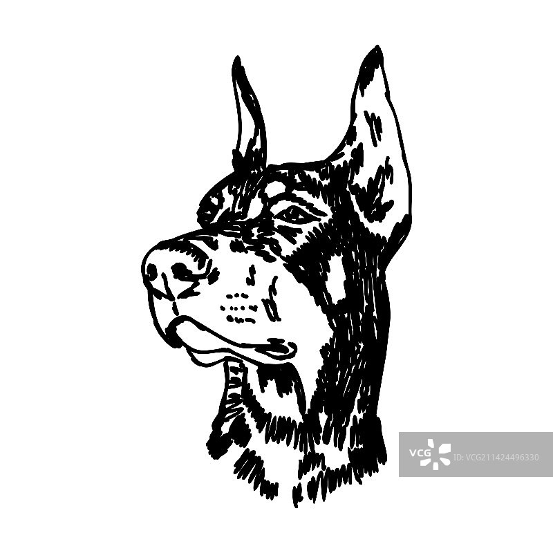 杜宾犬黑白头像图片素材