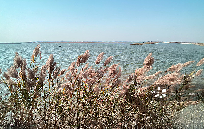 山东东营黄河湿地风光图片素材