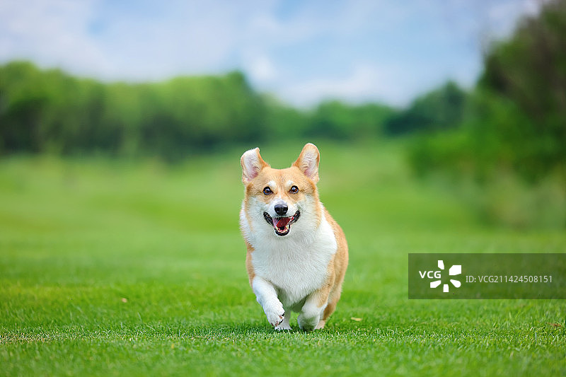 海边嬉戏的柯基犬图片素材
