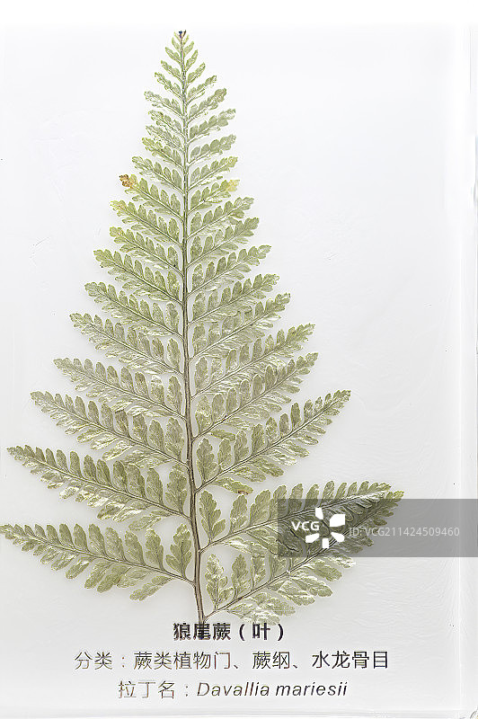 植物标本，蕨类图片素材