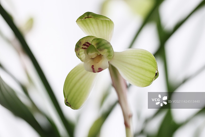 北京中山公园名贵兰花绽放图片素材