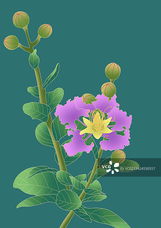 植物插画图片素材