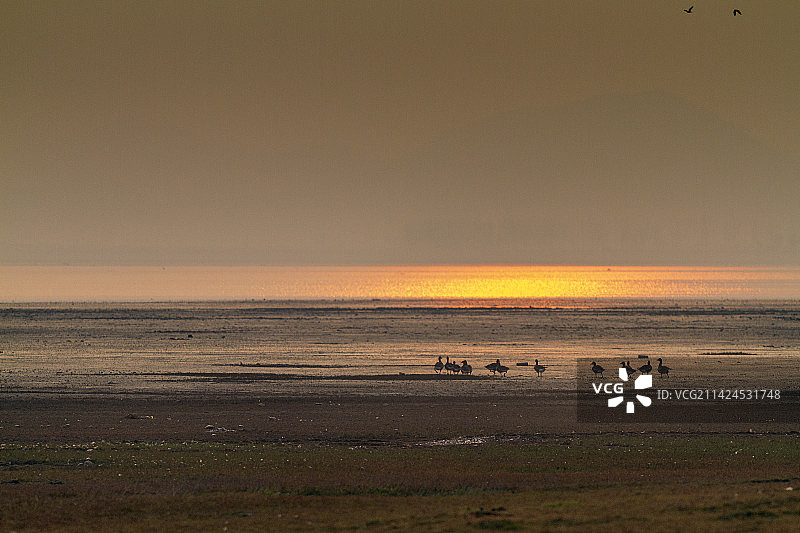 升金湖的鸟图片素材