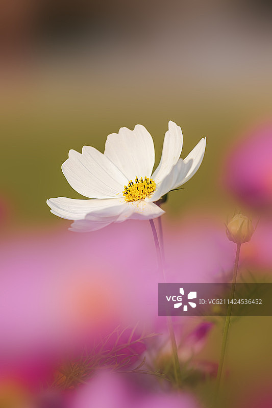 波斯菊花图片素材