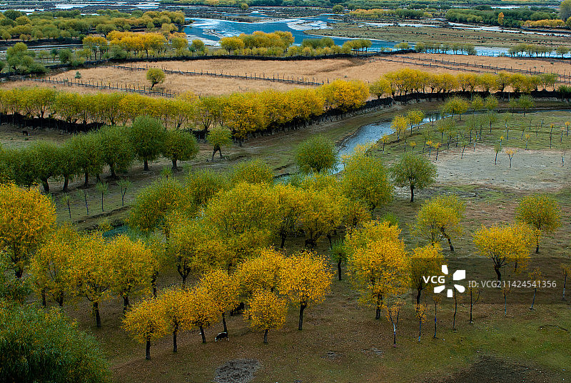 尼洋河湿地图片素材
