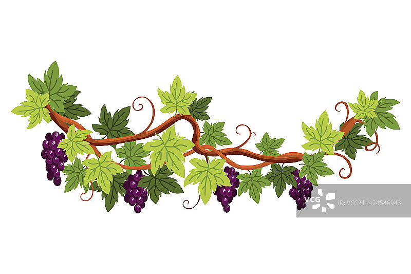 葡萄串浆果和叶子图片素材