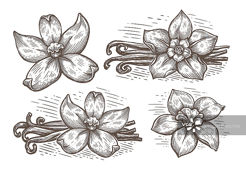 香草豆荚和兰花香料套装图片素材