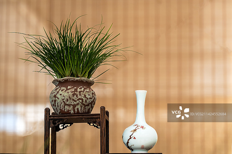 金钱蒲盆景与花盆造型图片素材