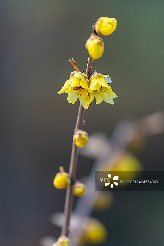 早春二月腊梅花开（北京玉渊潭公园）图片素材