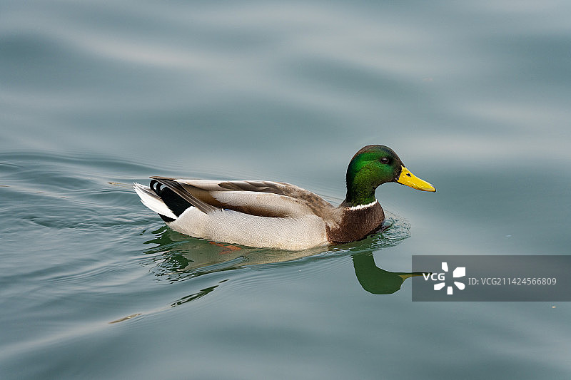 春天绿头鸭在水中游弋（绿头鸭特写）图片素材