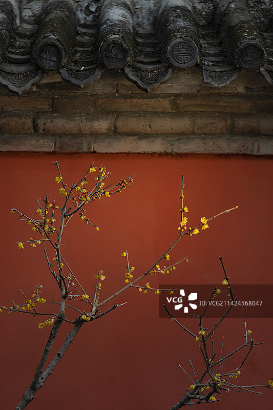 夕阳照红墙古寺庙腊梅图片素材