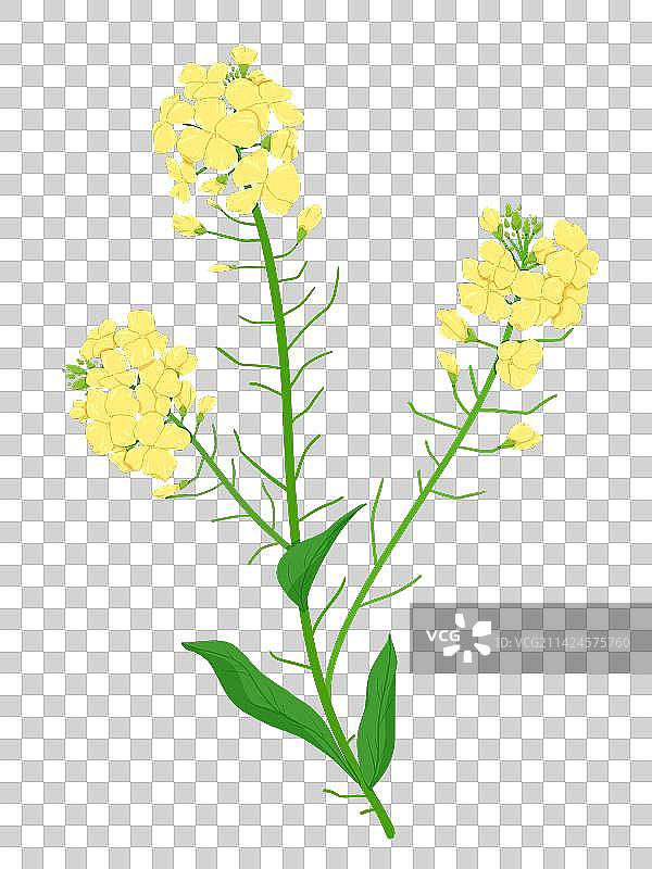 油菜花图片素材