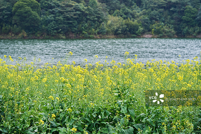从化石门国家森林公园油菜花海图片素材