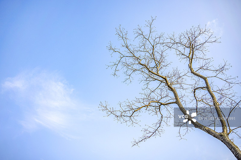 冬天干枯的树枝图片素材