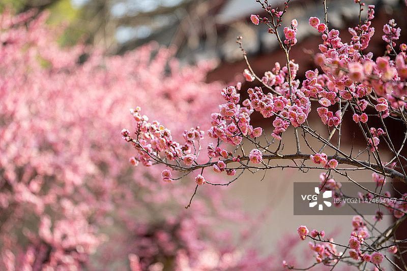 武汉东湖梅园古建筑梅花图片素材