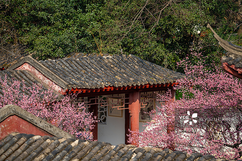武汉东湖梅园古建筑梅花图片素材