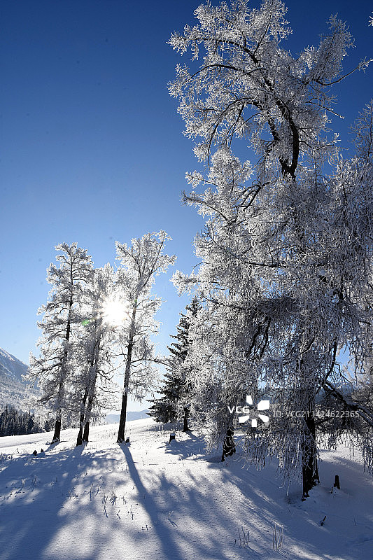 喀纳斯雪景图片素材