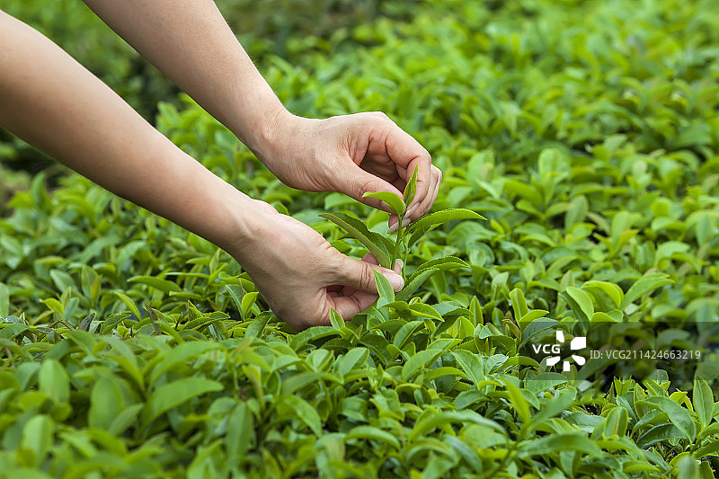 茶 采茶 摘茶 春茶 绿茶 绿色图片素材