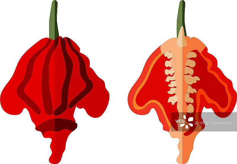 卡罗莱纳死神辣椒扁平风格合集图片素材