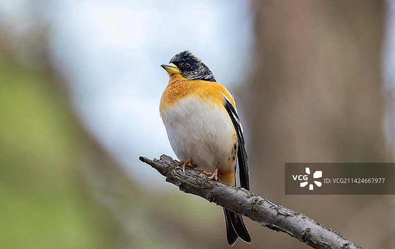 瞭望远方的燕雀图片素材
