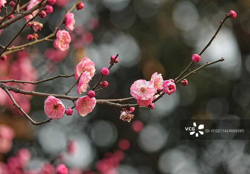 花影！图片素材
