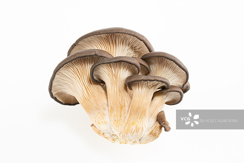 蘑菇平菇菌类食材图片素材
