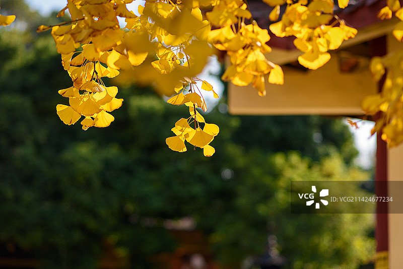 成都白云寺虚化背景的黄色银杏叶图片素材