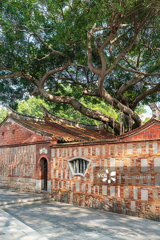 泉州红砖古厝与古榕树图片素材