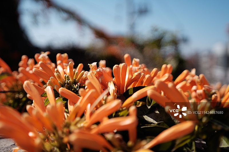 炮仗花图片素材