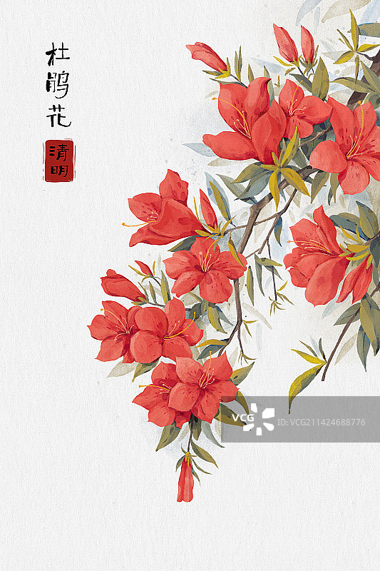 清明杜鹃花图片素材