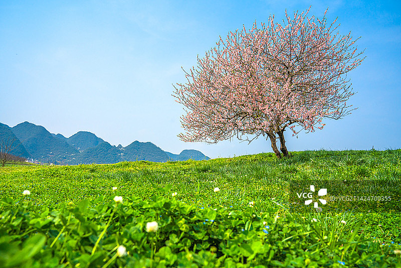 贵州省贵阳市农场里的一颗樱花树图片素材