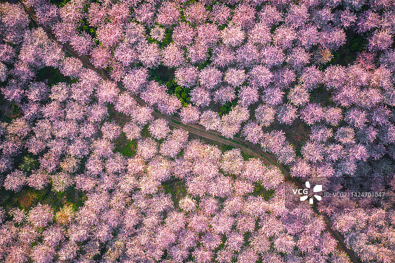 贵州省贵阳市农场耕地里的樱花树和桃花树图片素材