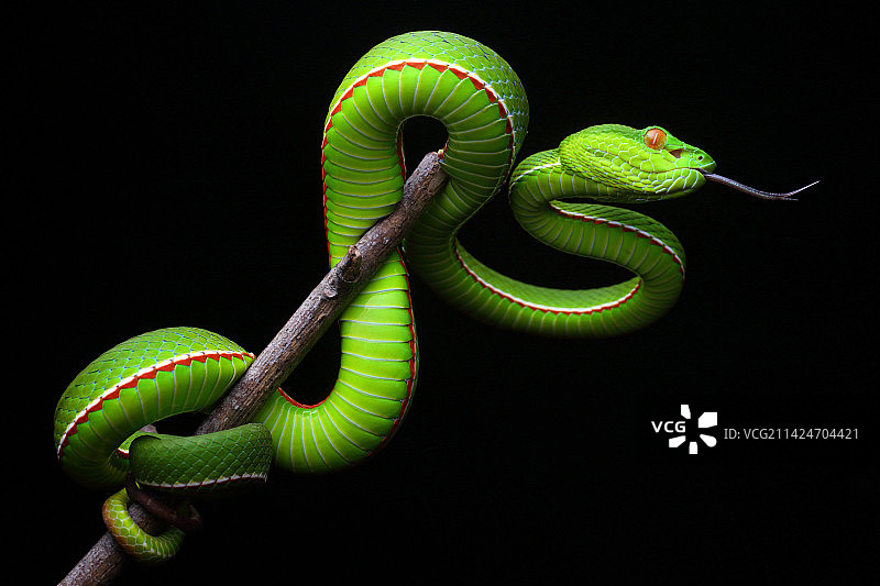 福建竹叶青图片素材