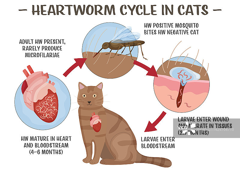 猫心丝虫病（可编辑）图片素材