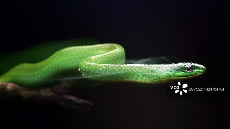 翠青蛇图片素材