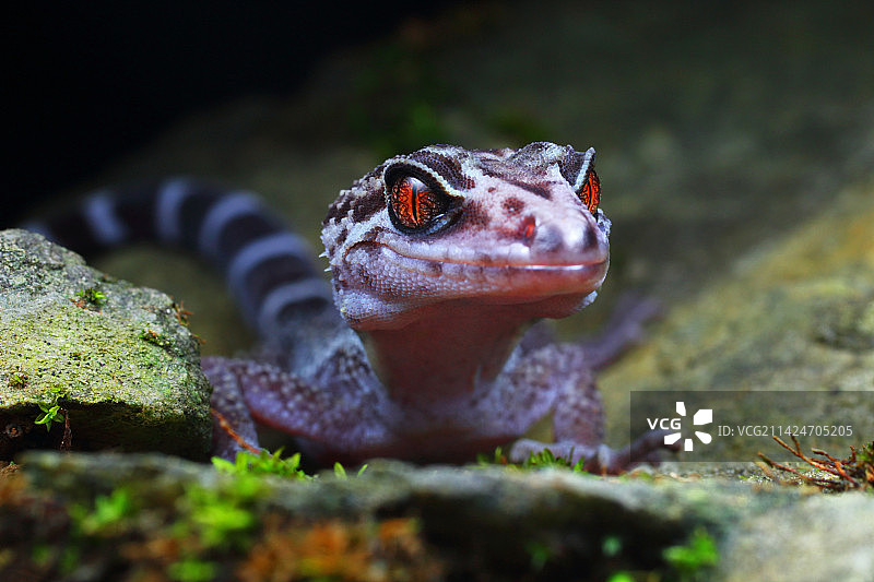 蒲氏睑虎图片素材