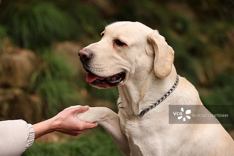 与人握手的拉布拉多寻回犬图片素材